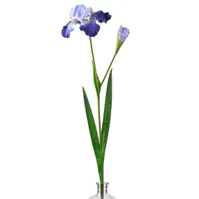37" Bearded Iris Spray: Violet Blue