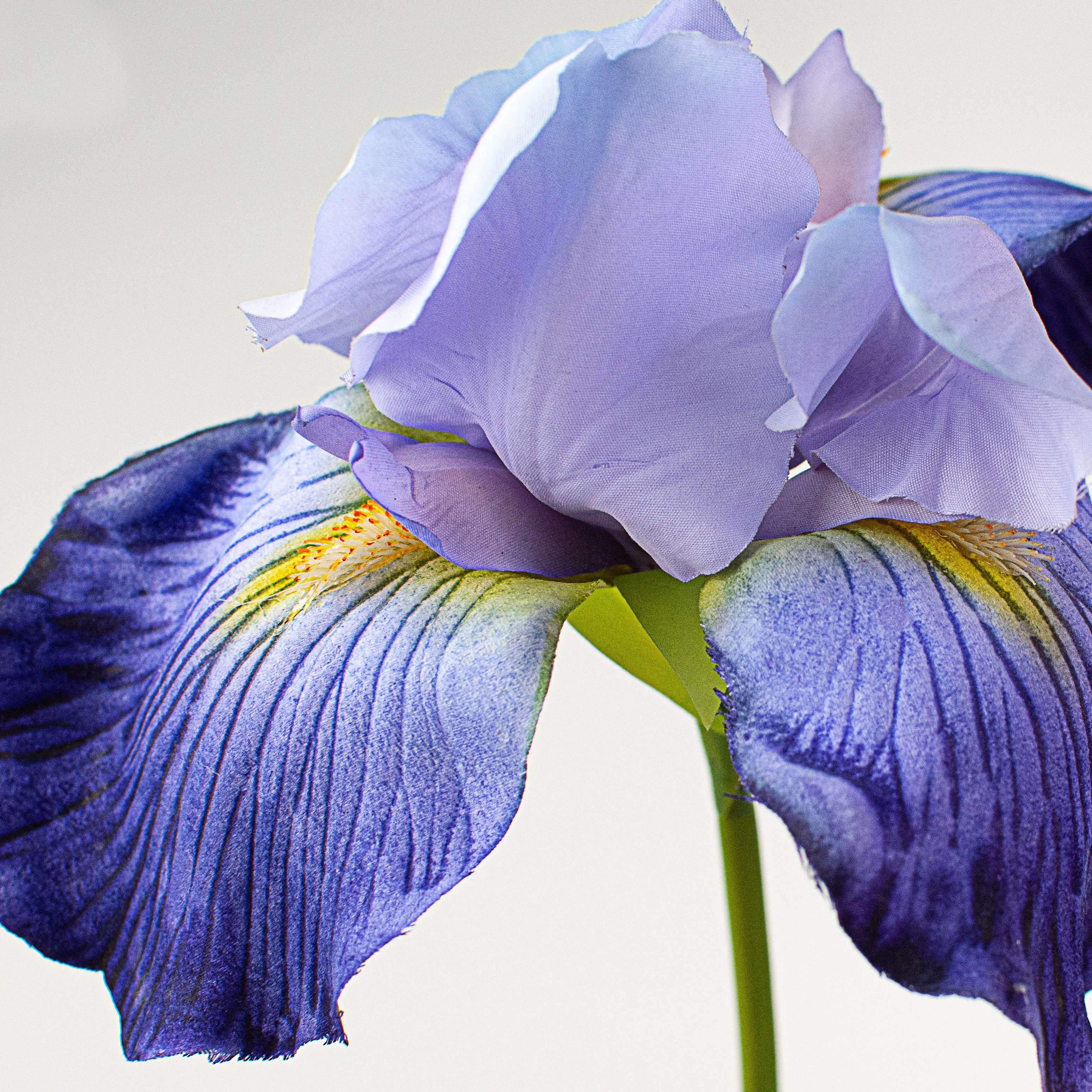 37" Bearded Iris Spray: Violet Blue