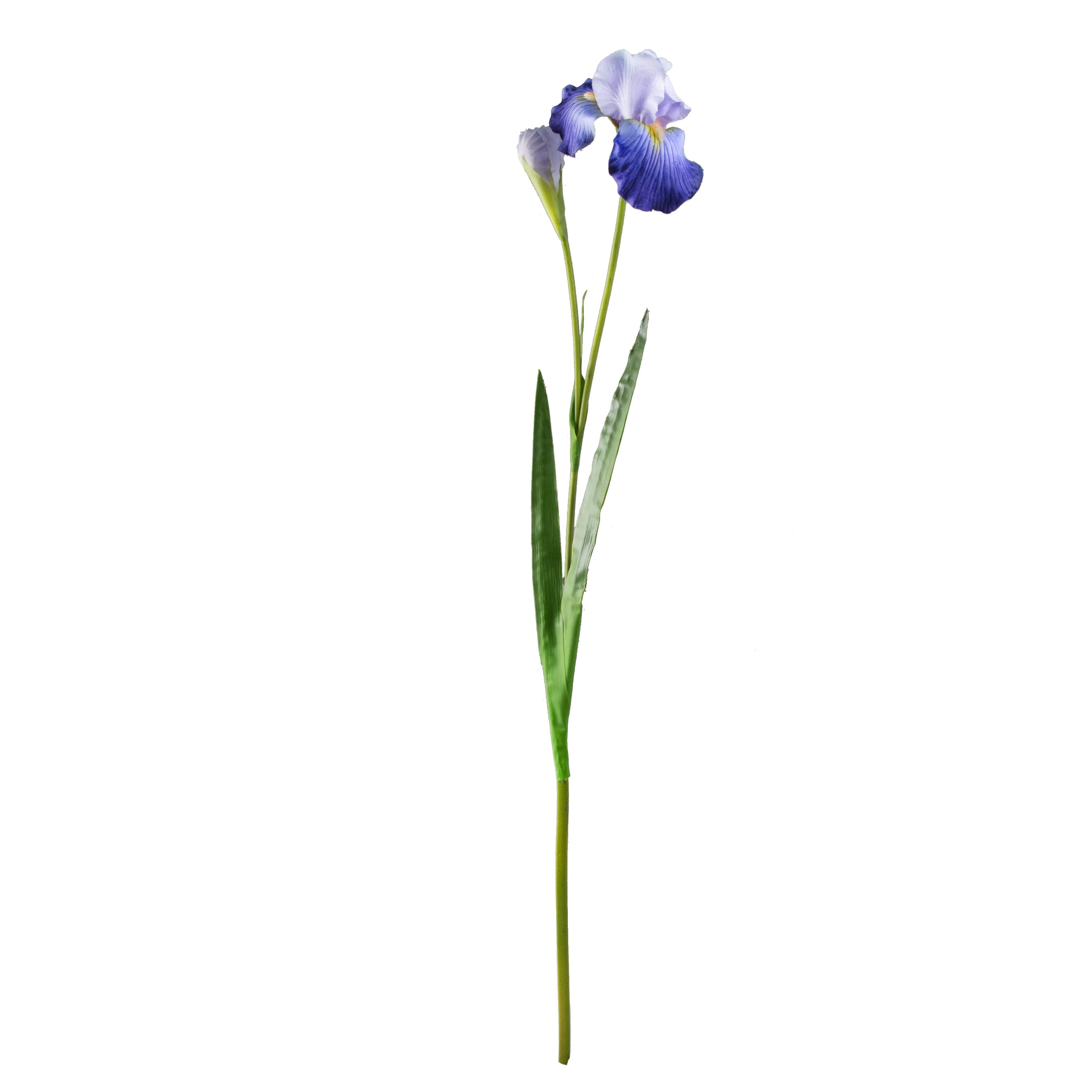 37" Bearded Iris Spray: Violet Blue