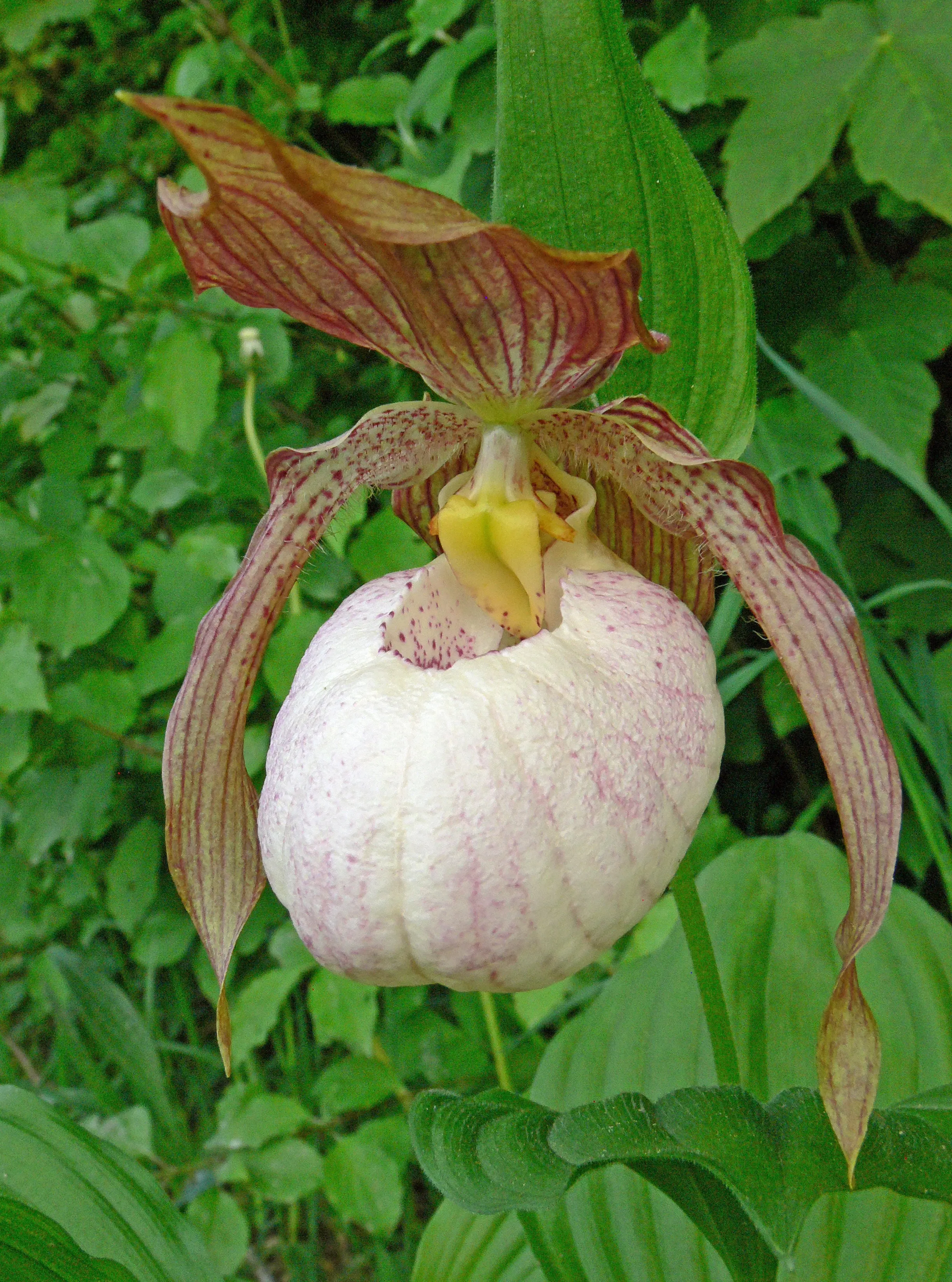 Cypripedium 'Blondi' (Hardy Orchid)