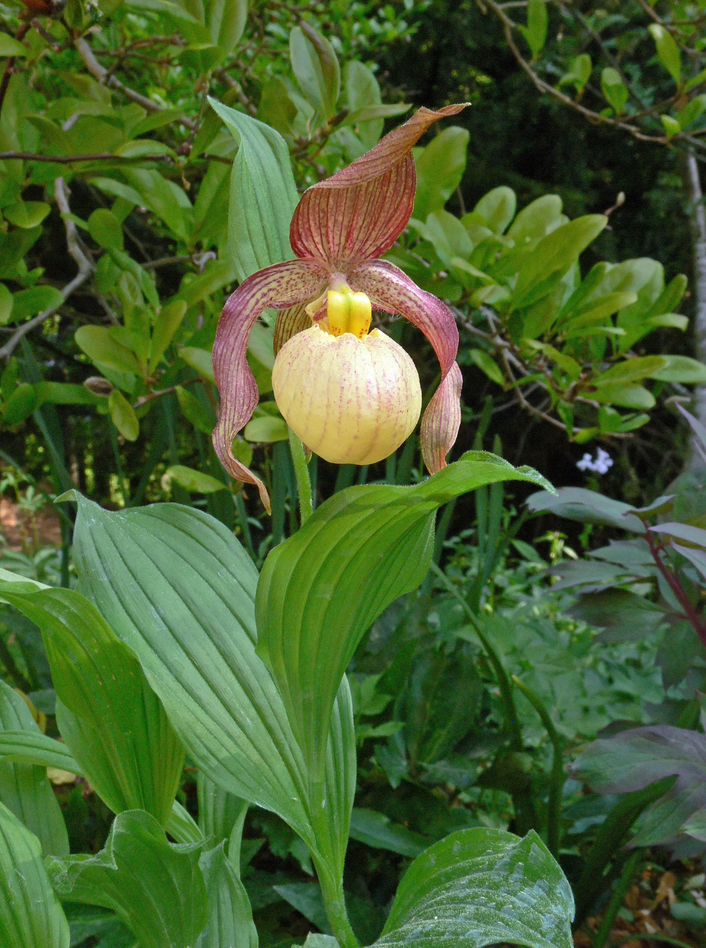Cypripedium 'Blondi' (Hardy Orchid)