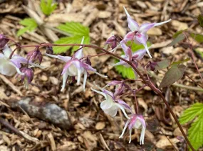 Epimedium grandiflorum 'Silver Queen' (Fairy Wings)